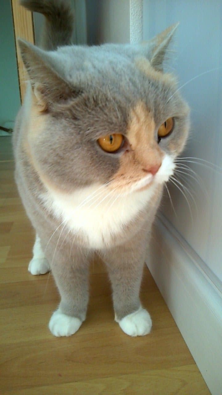 Lottie-van-marysia