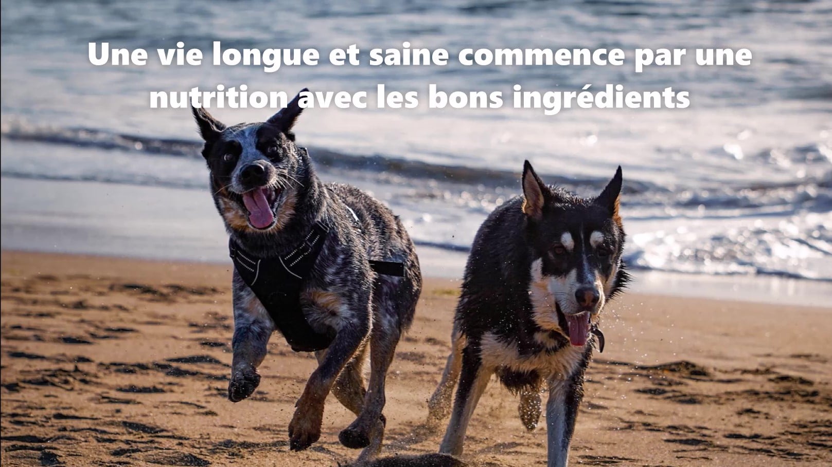 dogs-4202694_1280 (4) f_Moment