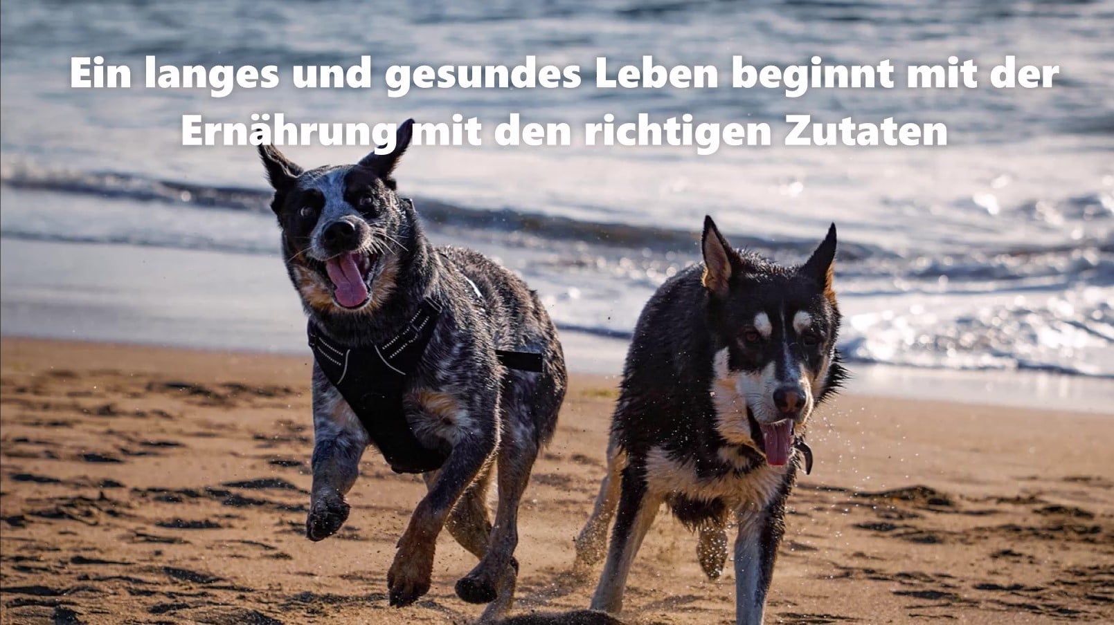 dogs-D