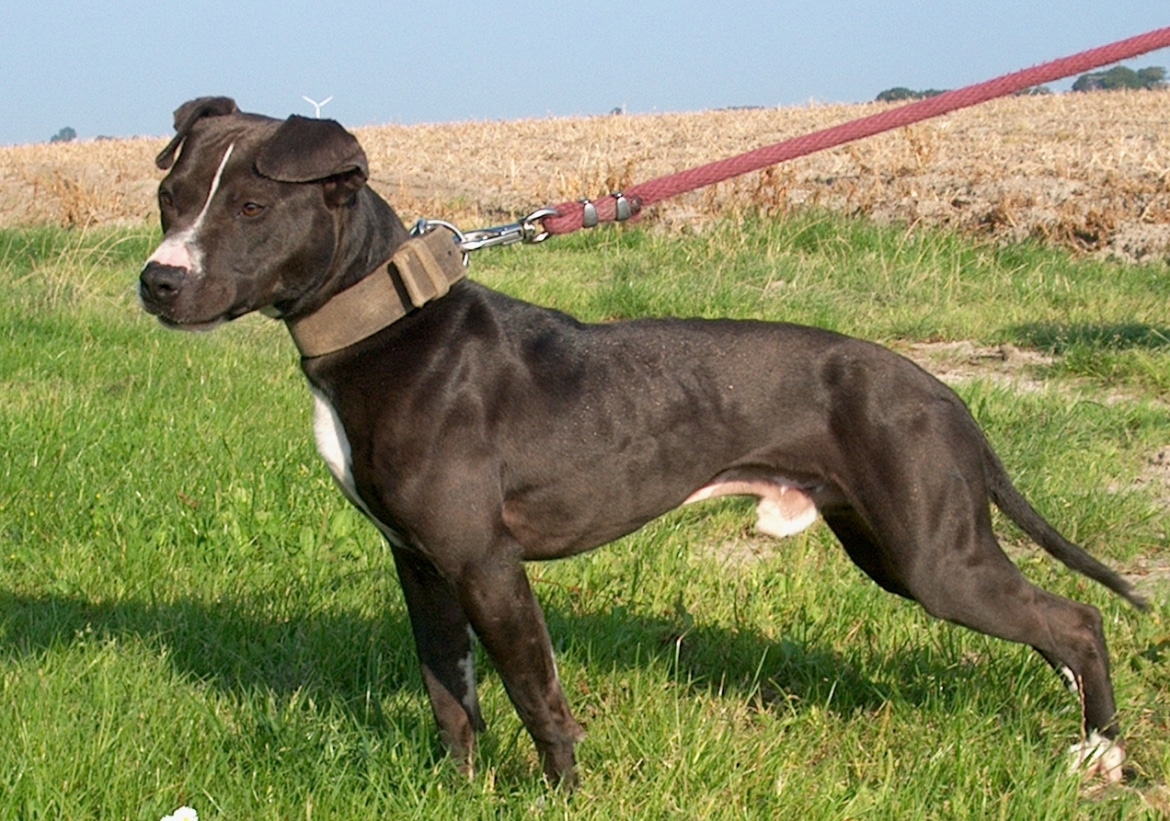 honden foto´s 102
