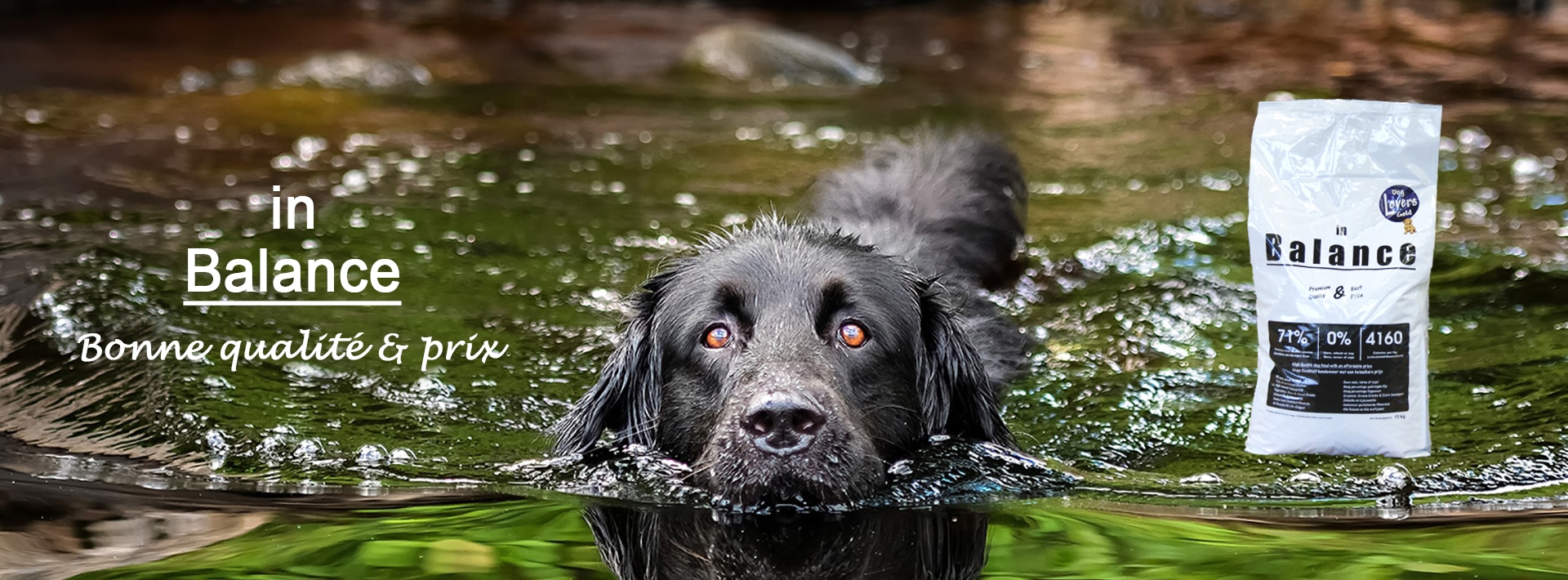 zwarte hond zwemmen - FR 1920x710